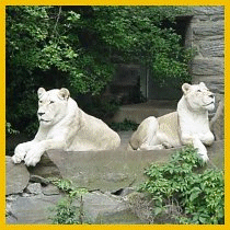 white lionesses